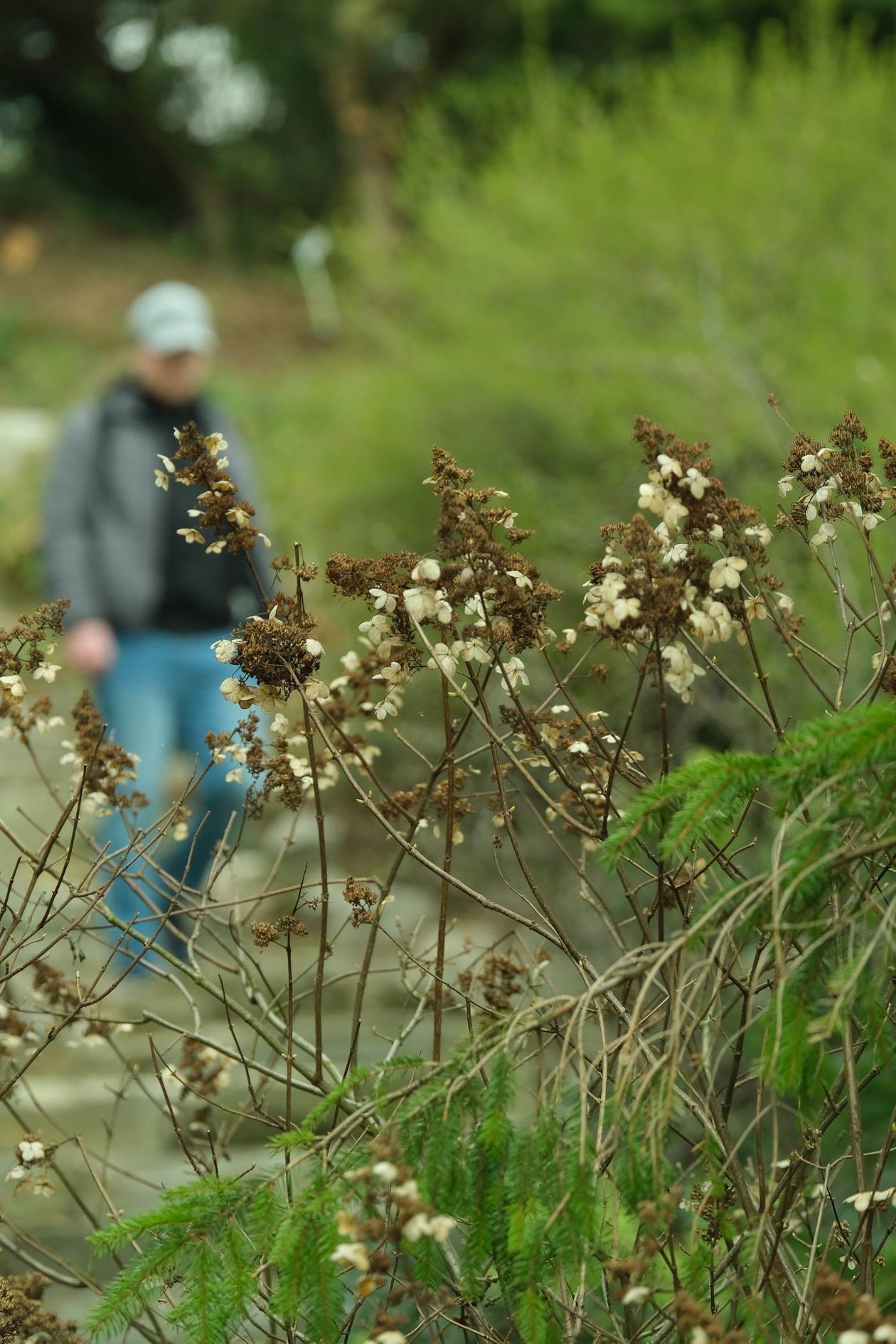  Ogród Botaniczny UMCS już otwarty dla zwiedzających (zdjęcie 1) - Autor: Maciej Kaczanowski