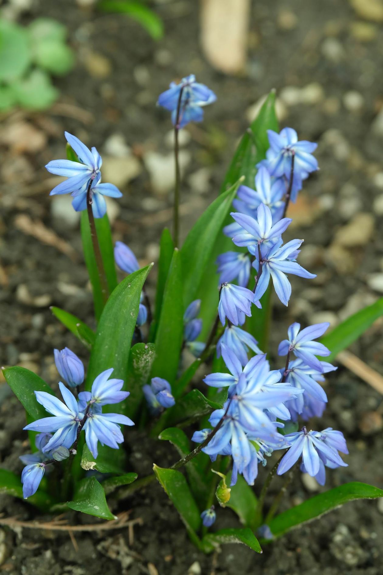  Ogród Botaniczny UMCS już otwarty dla zwiedzających (zdjęcie 1) - Autor: Maciej Kaczanowski