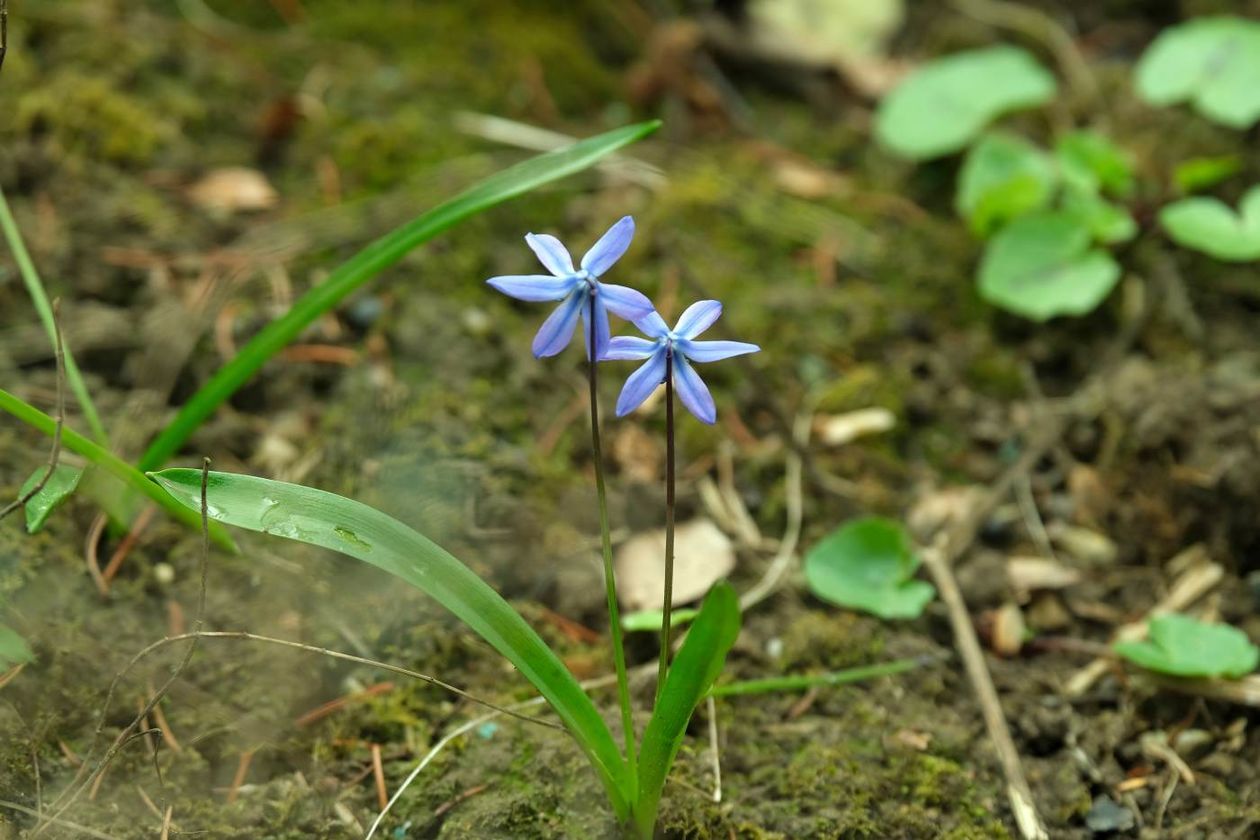  Ogród Botaniczny UMCS już otwarty dla zwiedzających (zdjęcie 1) - Autor: Maciej Kaczanowski