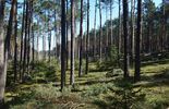 Las koło Biłgoraja, którego bronią mieszkańcy (zdjęcie 4)