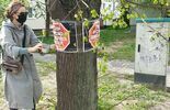 Wycinka drzew przy ul. Piłsudskiego w Zamościu i protest (zdjęcie 4)