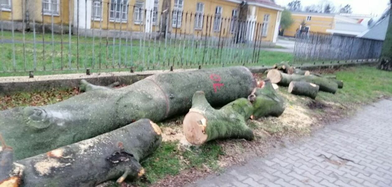  Wycinka drzew przy ul. Piłsudskiego w Zamościu i protest (zdjęcie 1) - Autor: Janusz Kupczyk