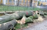 Wycinka drzew przy ul. Piłsudskiego w Zamościu i protest (zdjęcie 2)