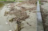 Śnięte ryby na brzegu Zalewu Zemborzyckiego (zdjęcie 5)