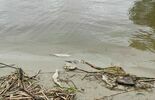 Śnięte ryby na brzegu Zalewu Zemborzyckiego (zdjęcie 2)