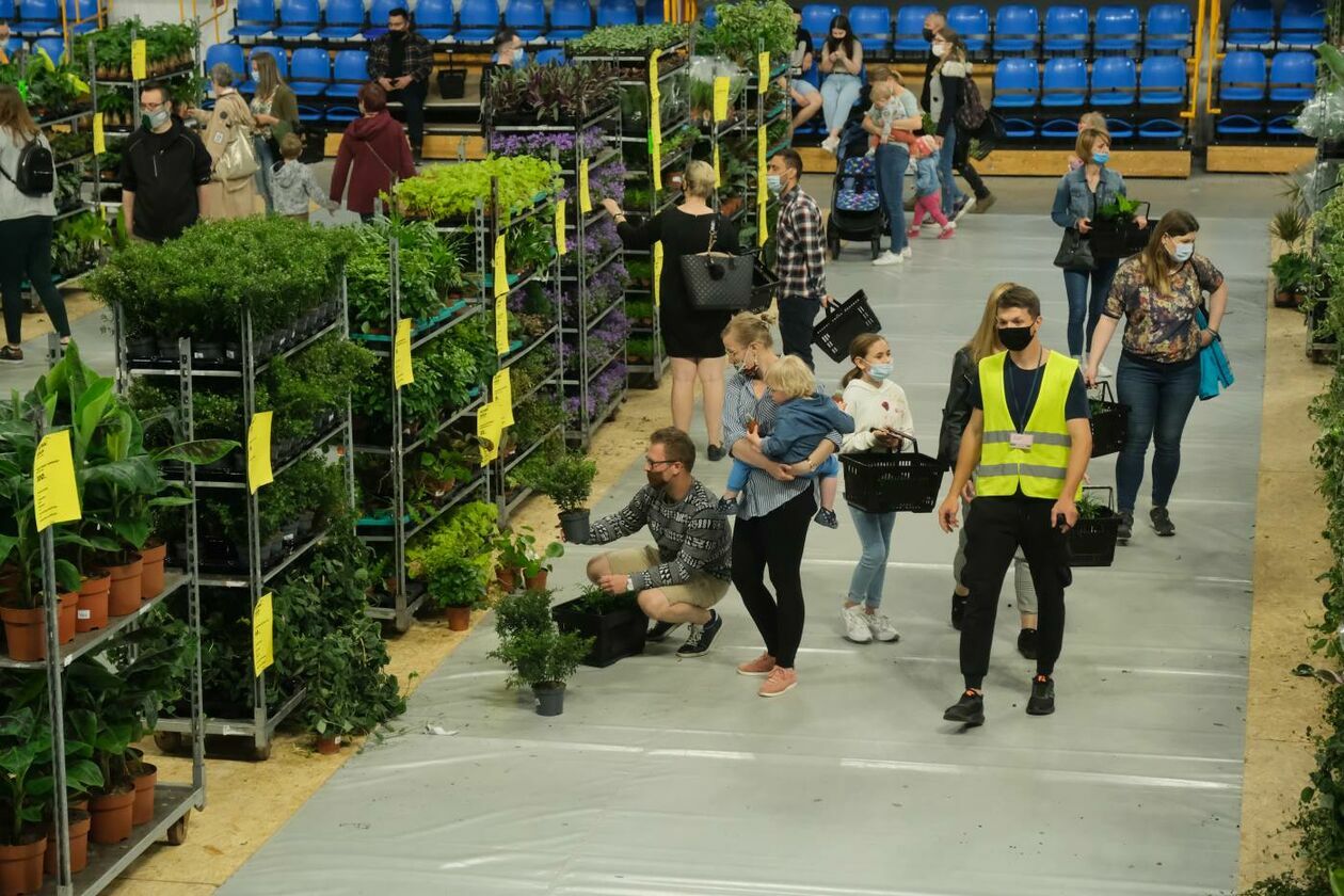  Festiwal roślin w hali Globus (zdjęcie 1) - Autor: Maciej Kaczanowski