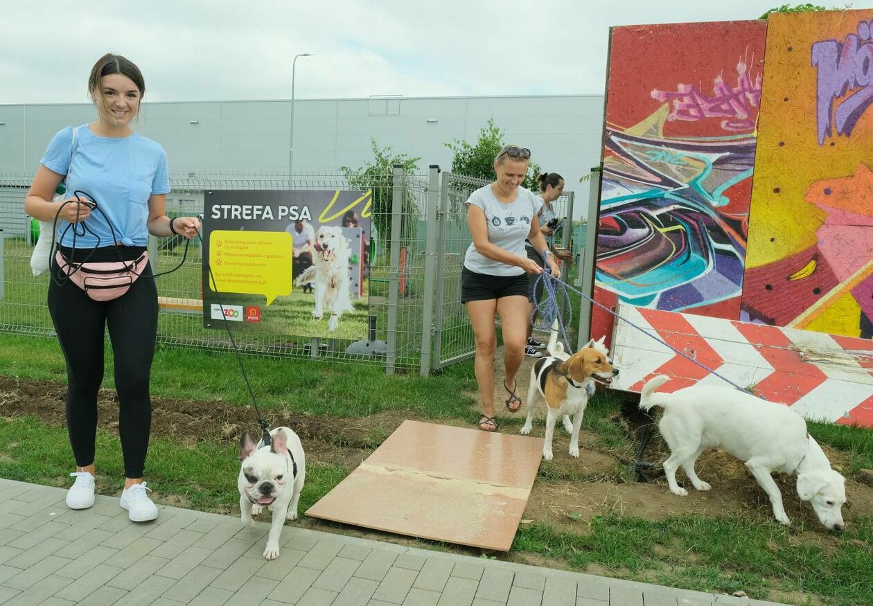  Warsztaty dla właścicieli psów przed lubelskim Skende Shopping (zdjęcie 5) - Autor: Maciej Kaczanowski