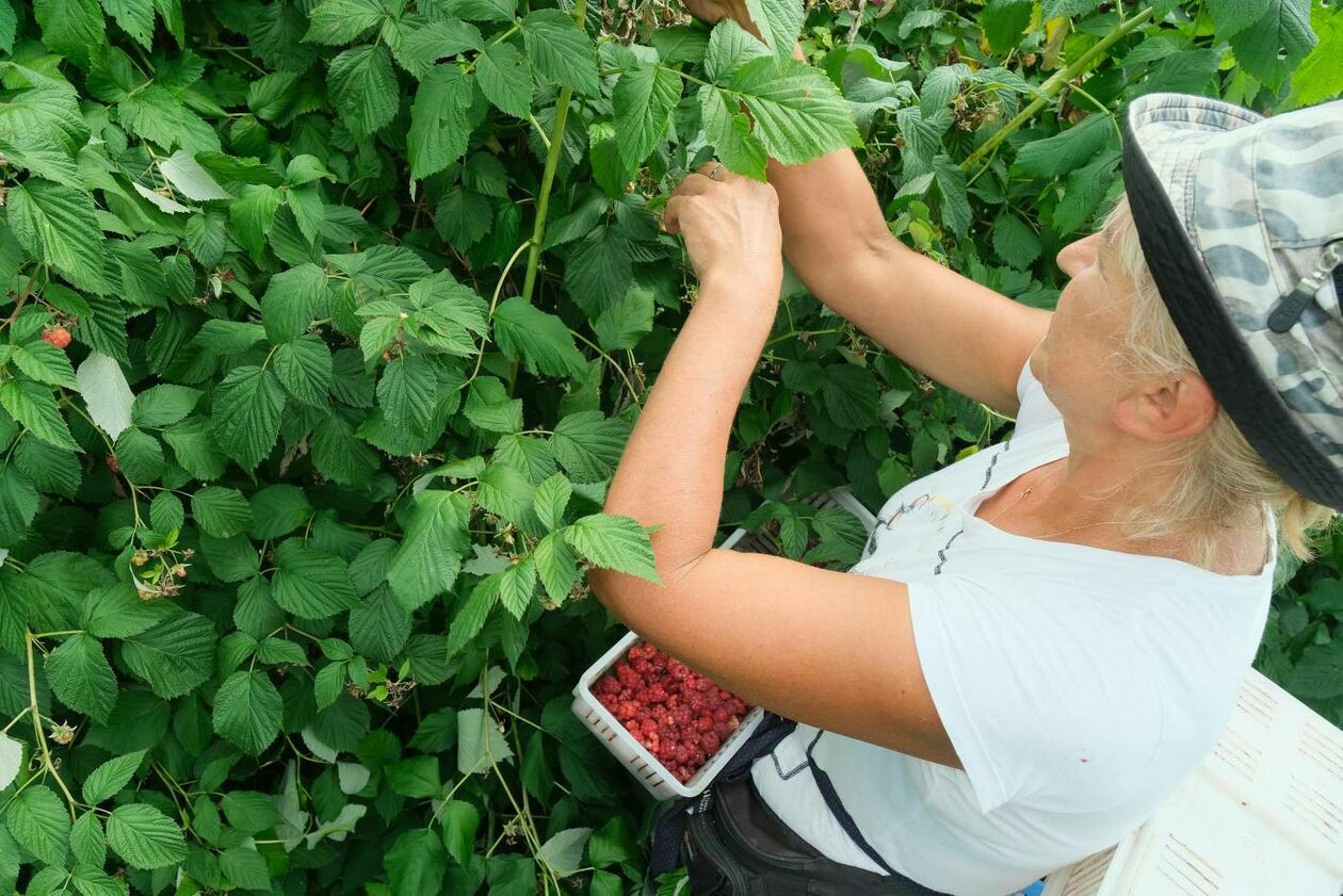  Zbiór malin na plantacji w Moniakach gm. Urzędów  - Autor: Maciej Kaczanowski