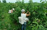 Zbiór malin na plantacji w Moniakach gm. Urzędów (zdjęcie 3)