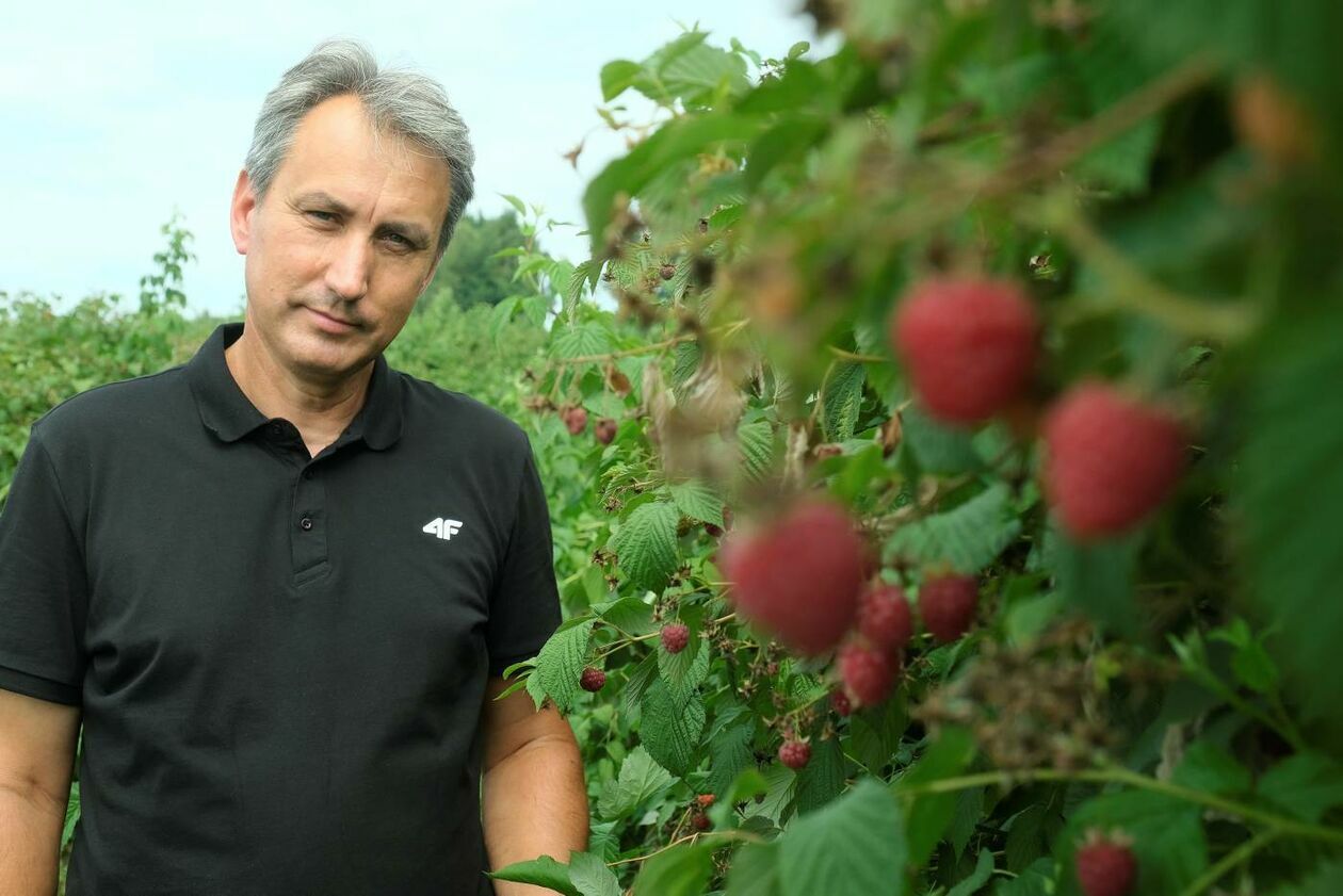 Zbiór malin na plantacji w Moniakach gm. Urzędów