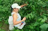 Zbiór malin na plantacji w Moniakach gm. Urzędów (zdjęcie 4)
