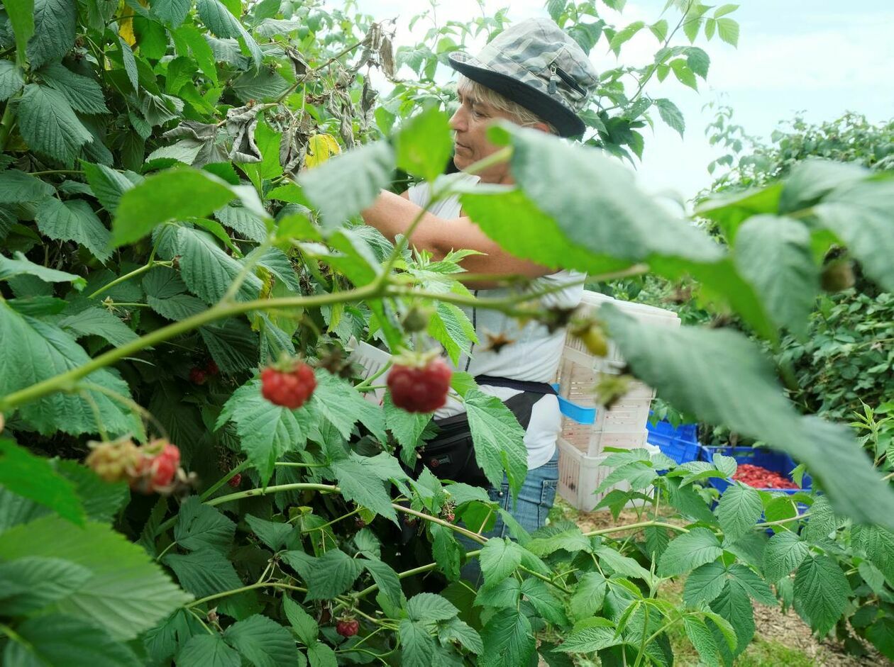  Zbiór malin na plantacji w Moniakach gm. Urzędów (zdjęcie 10) - Autor: Maciej Kaczanowski