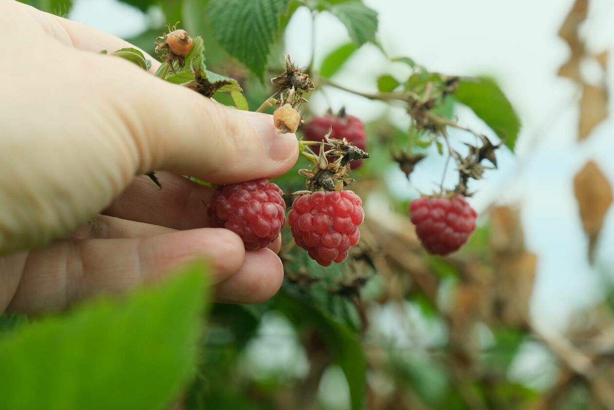  Zbiór malin na plantacji w Moniakach gm. Urzędów (zdjęcie 9) - Autor: Maciej Kaczanowski