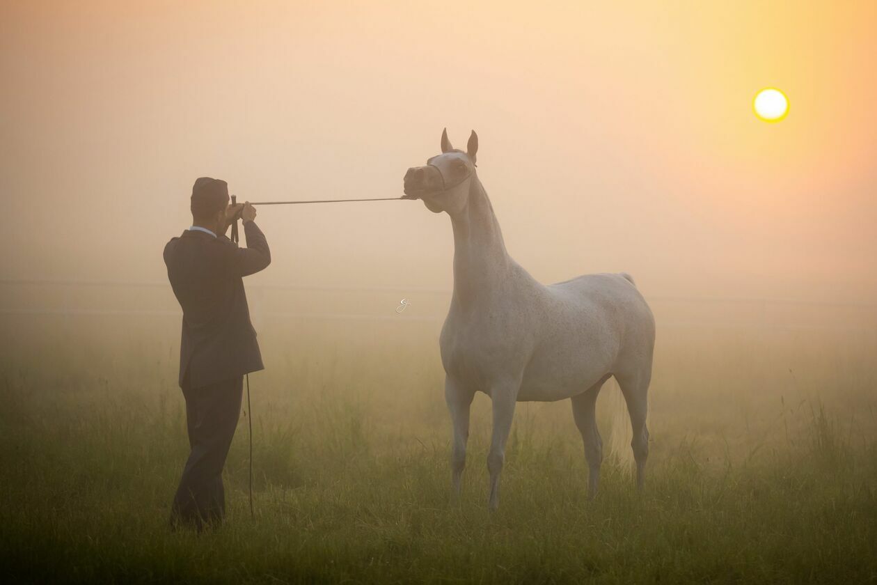  Konie wystawione na aukcję Pride of Poland (zdjęcie 6) - Autor: Pride of Poland
