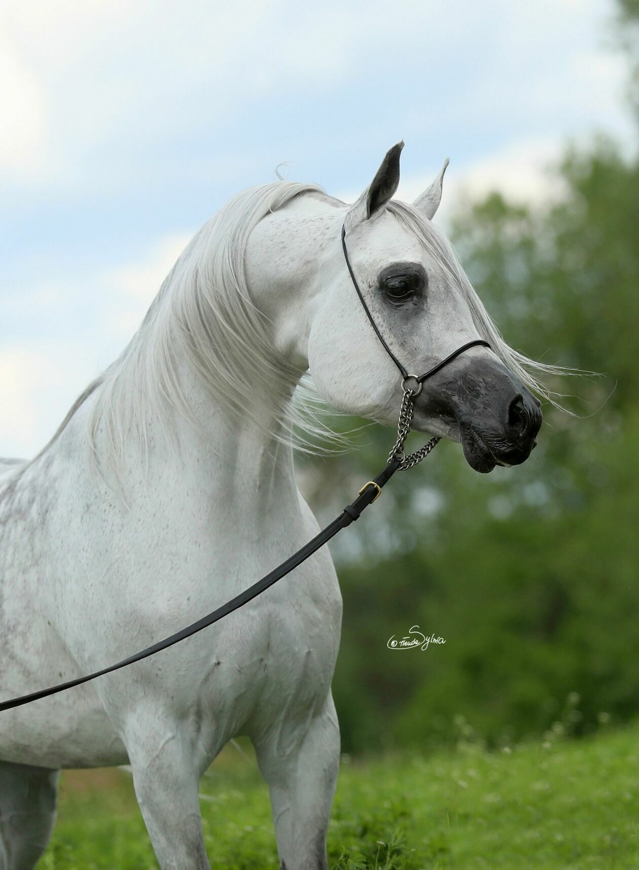  Konie wystawione na aukcję Pride of Poland (zdjęcie 5) - Autor: Pride of Poland