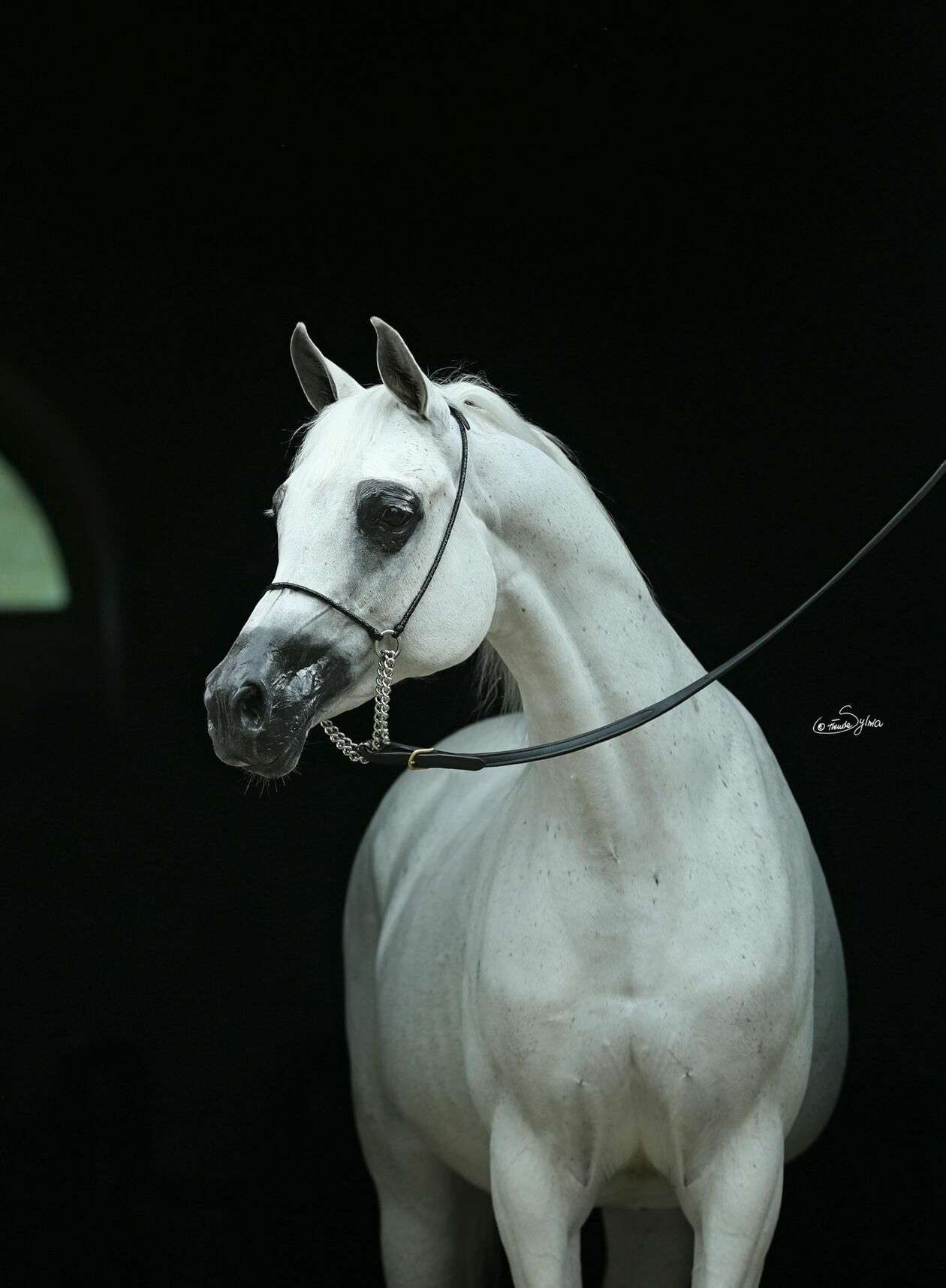  Konie wystawione na aukcję Pride of Poland (zdjęcie 2) - Autor: Pride of Poland
