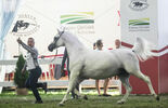 Konie na aukcji Pride of Poland w Janowie Podlaskim (zdjęcie 3)