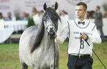 Konie na aukcji Pride of Poland w Janowie Podlaskim (zdjęcie 5)