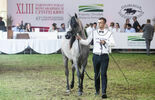 Konie na aukcji Pride of Poland w Janowie Podlaskim (zdjęcie 4)