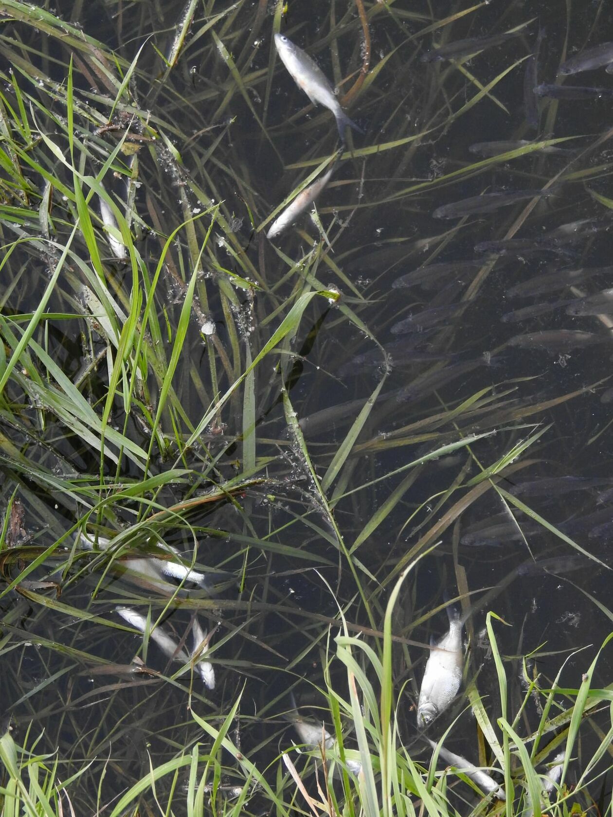 Śnięte ryby w Zalewie Zemborzyckim i Bystrzycy