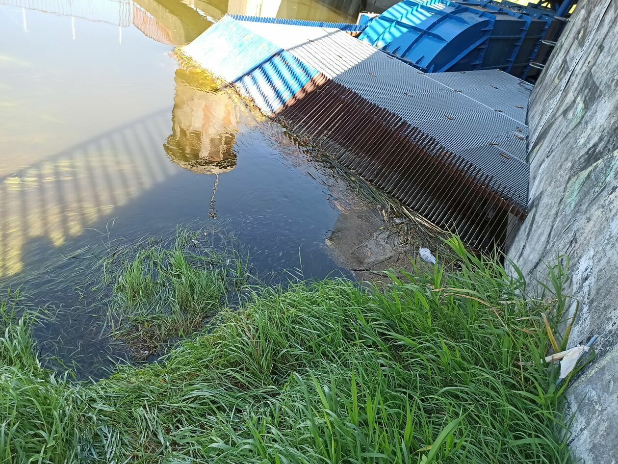  Śnięte ryby w Zalewie Zemborzyckim i Bystrzycy (zdjęcie 4) - Autor: Tomasz Maciuszczak