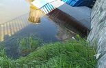Śnięte ryby w Zalewie Zemborzyckim i Bystrzycy (zdjęcie 4)