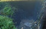Śnięte ryby w Zalewie Zemborzyckim i Bystrzycy (zdjęcie 3)
