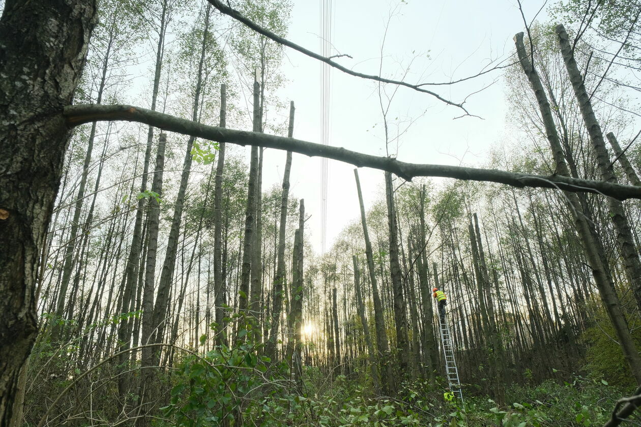  Płonące drzewa w Pliszczynie (zdjęcie 1) - Autor: Maciej Kaczanowski