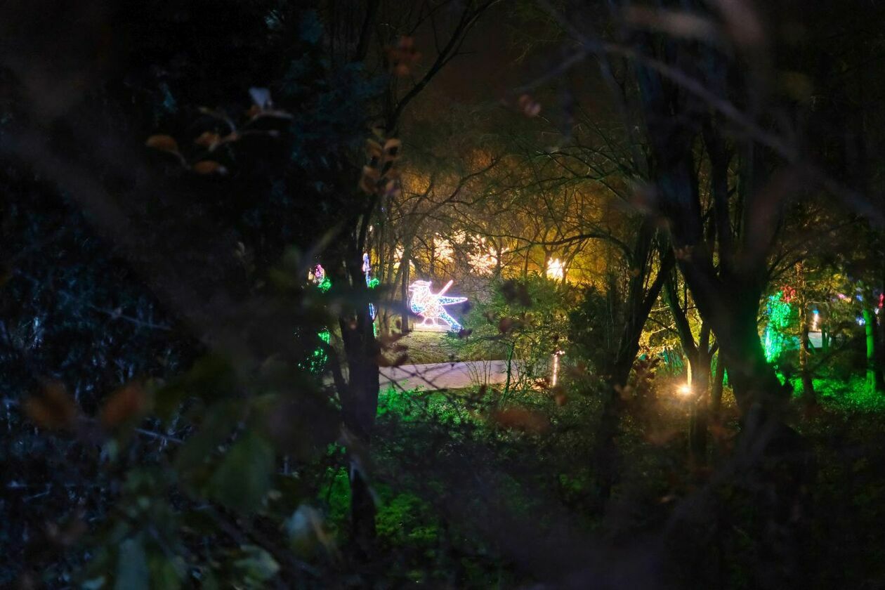  Park Iluminacji w Ogrodzie Botanicznym UMCS (zdjęcie 50) - Autor: Maciej Kaczanowski