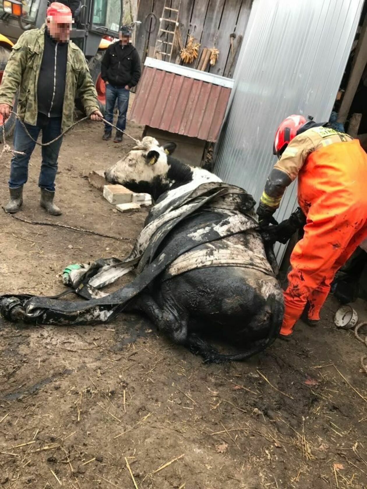  Drohiczany. Krowa wpadła do szamba (zdjęcie 3) - Autor: st. kpt. Marcin Lebiedowicz/KP PSP w Hrubieszowie