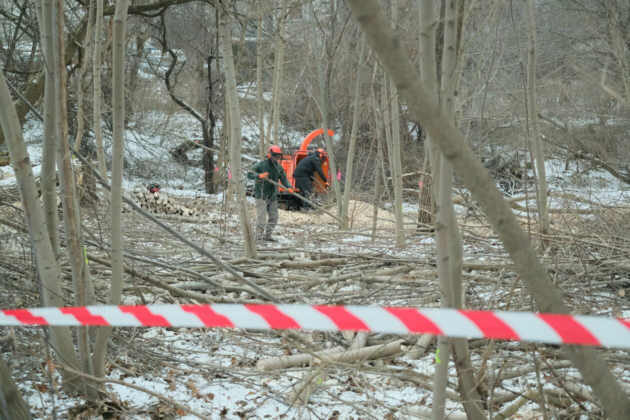  Wycinka drzew w zagajniku pomiędzy al. Kraśnicką a blokami przy ul. Baśniowej i Samotnej  - Autor: Maciej Kaczanowski