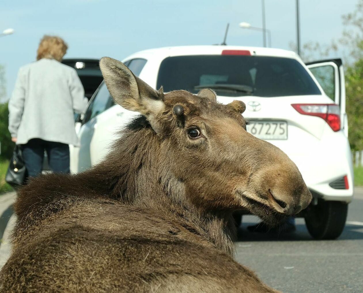  <p>MAJ. ULICA WĘGLARZA WYPADEK DROGOWY POTRĄCENIE ŁOSIA PRZEZ KIEROWCĘ TOYOTY.</p>