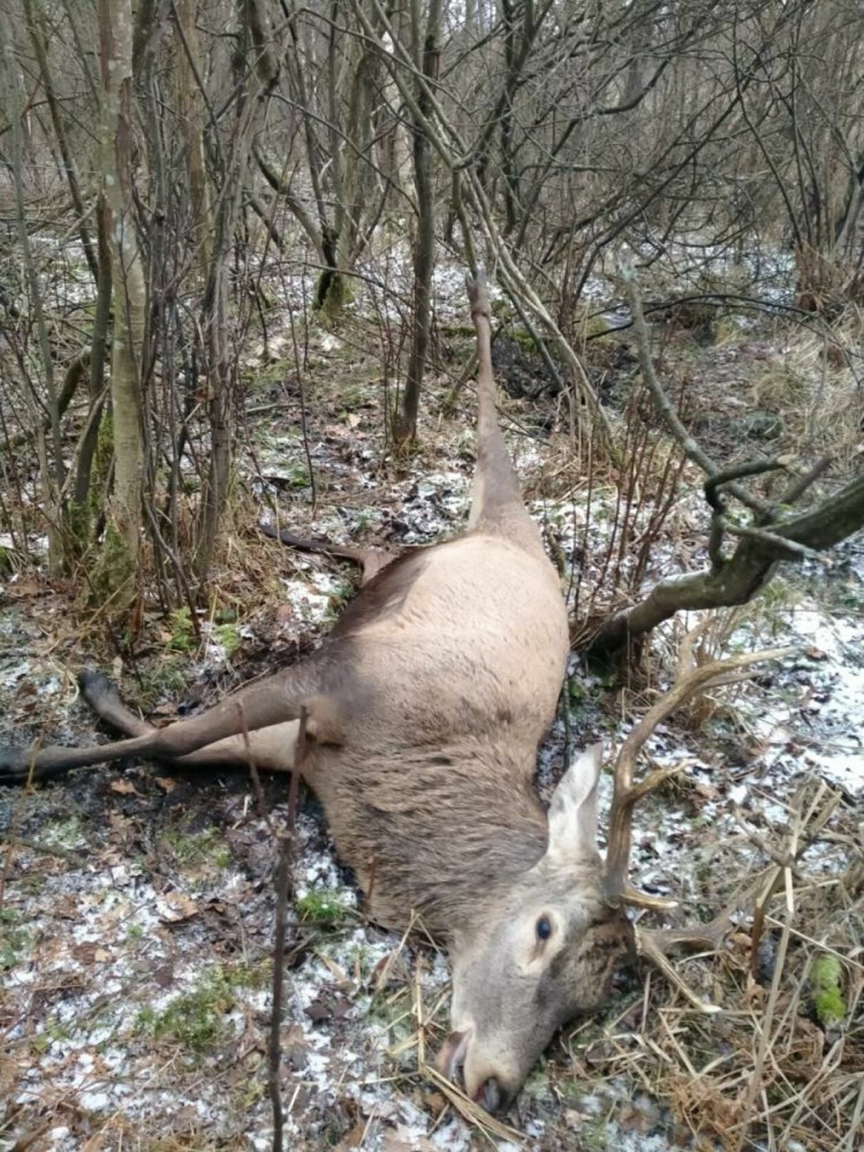  Jeleń umierał w męczarniach (zdjęcie 3) - Autor: Straż Leśna