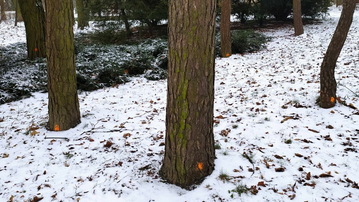  Symbole na części drzew w Ogrodzie Saskim  - Autor: Dominik Smaga