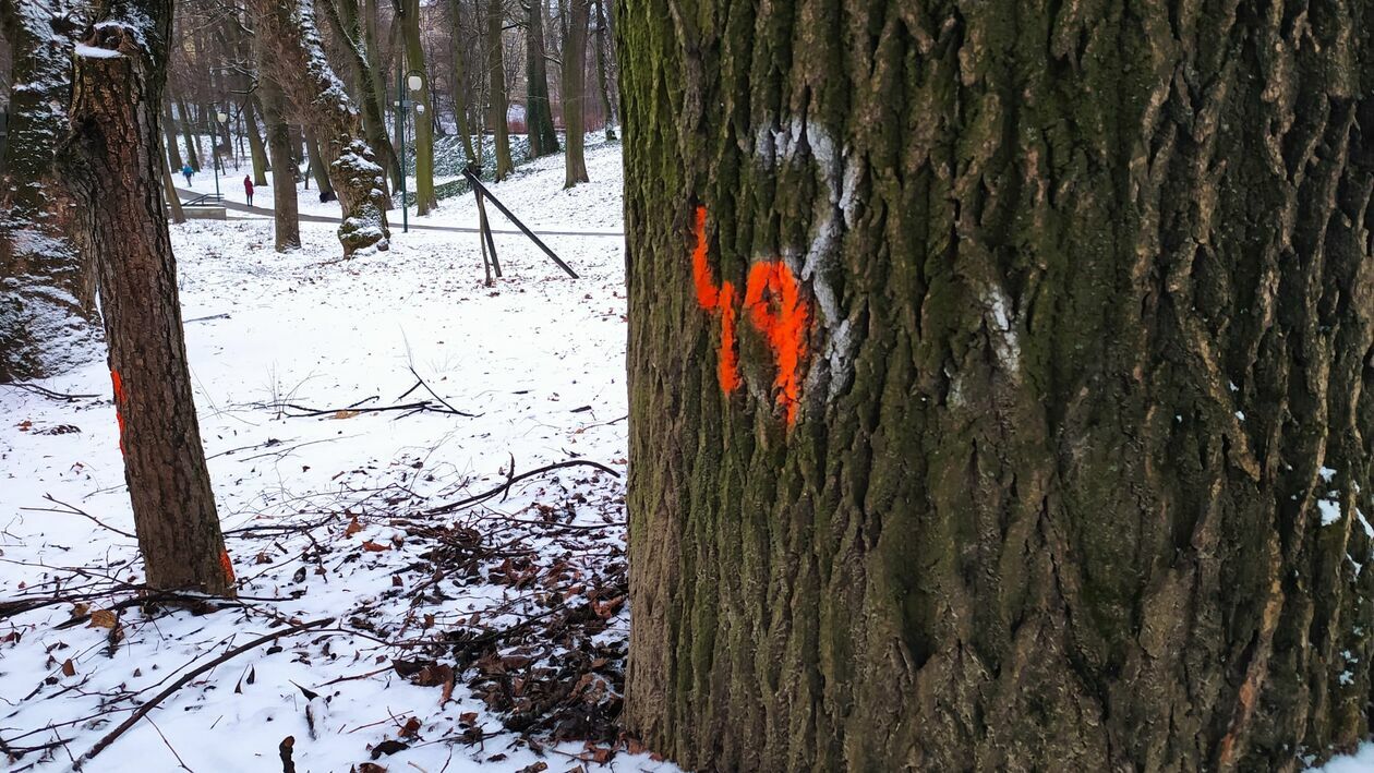  Symbole na części drzew w Ogrodzie Saskim (zdjęcie 4) - Autor: Dominik Smaga
