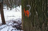 Symbole na części drzew w Ogrodzie Saskim (zdjęcie 4)