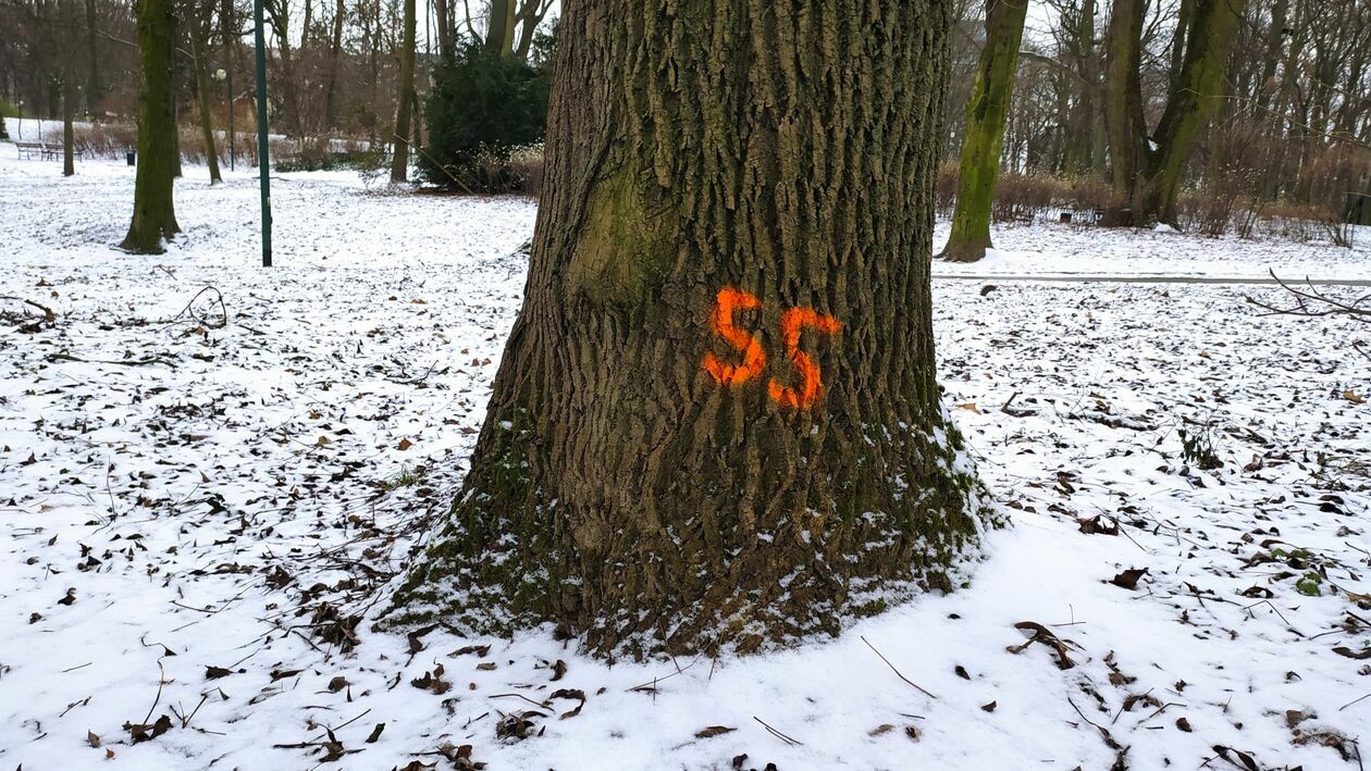  Symbole na części drzew w Ogrodzie Saskim (zdjęcie 3) - Autor: Dominik Smaga