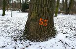 Symbole na części drzew w Ogrodzie Saskim (zdjęcie 3)