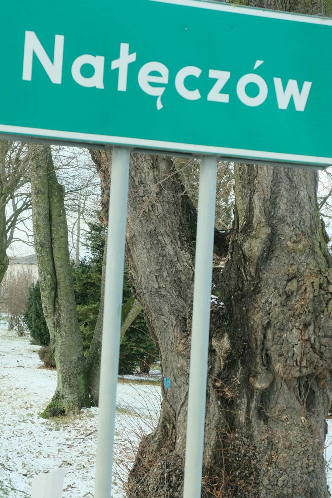  Wycinka drzew na drodze wojewódzkiej nr 830 między Sadurkami a Nałęczowem (zdjęcie 28) - Autor: Maciej Kaczanowski