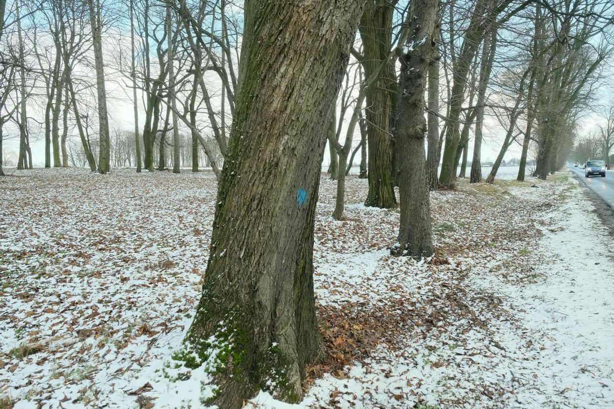  Wycinka drzew na drodze wojewódzkiej nr 830 między Sadurkami a Nałęczowem (zdjęcie 22) - Autor: Maciej Kaczanowski
