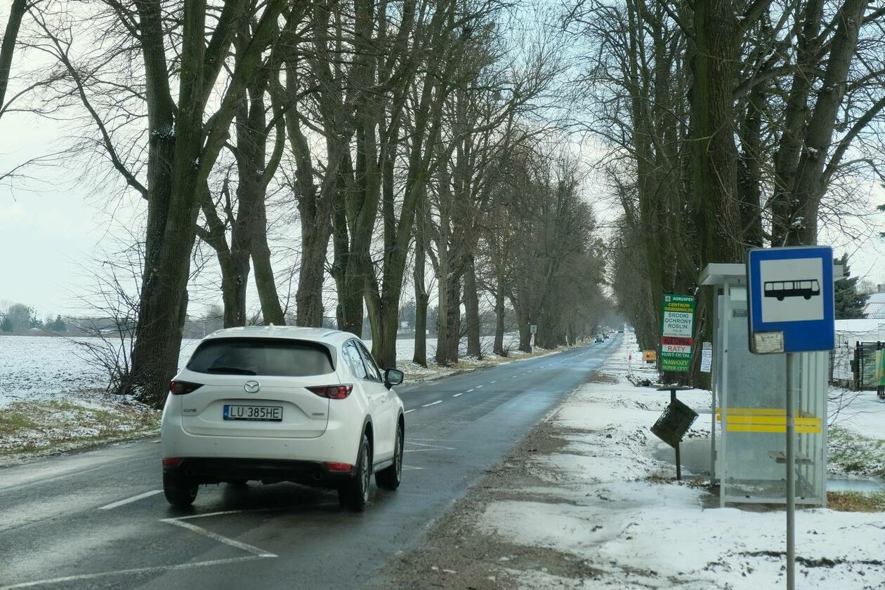  Wycinka drzew na drodze wojewódzkiej nr 830 między Sadurkami a Nałęczowem (zdjęcie 24) - Autor: Maciej Kaczanowski