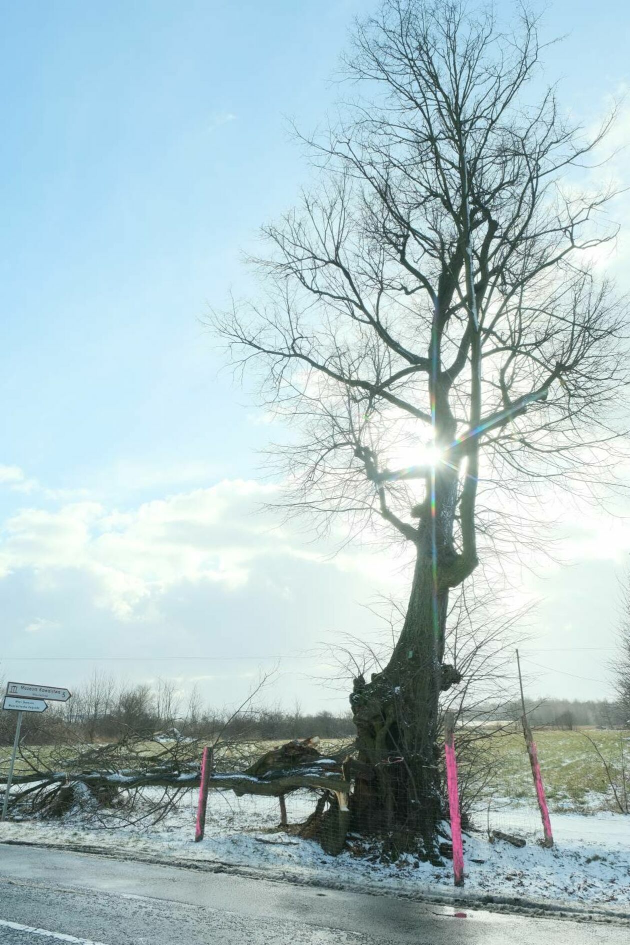  Wycinka drzew na drodze wojewódzkiej nr 830 między Sadurkami a Nałęczowem (zdjęcie 20) - Autor: Maciej Kaczanowski