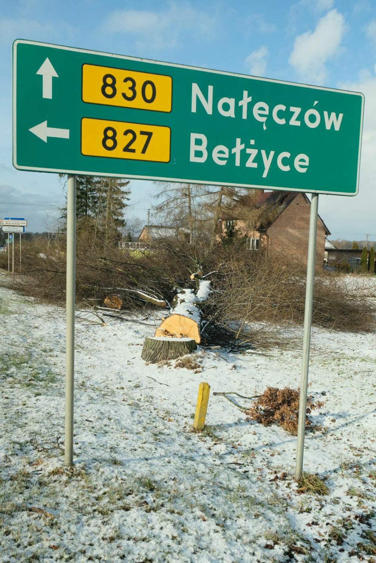  Wycinka drzew na drodze wojewódzkiej nr 830 między Sadurkami a Nałęczowem (zdjęcie 5) - Autor: Maciej Kaczanowski