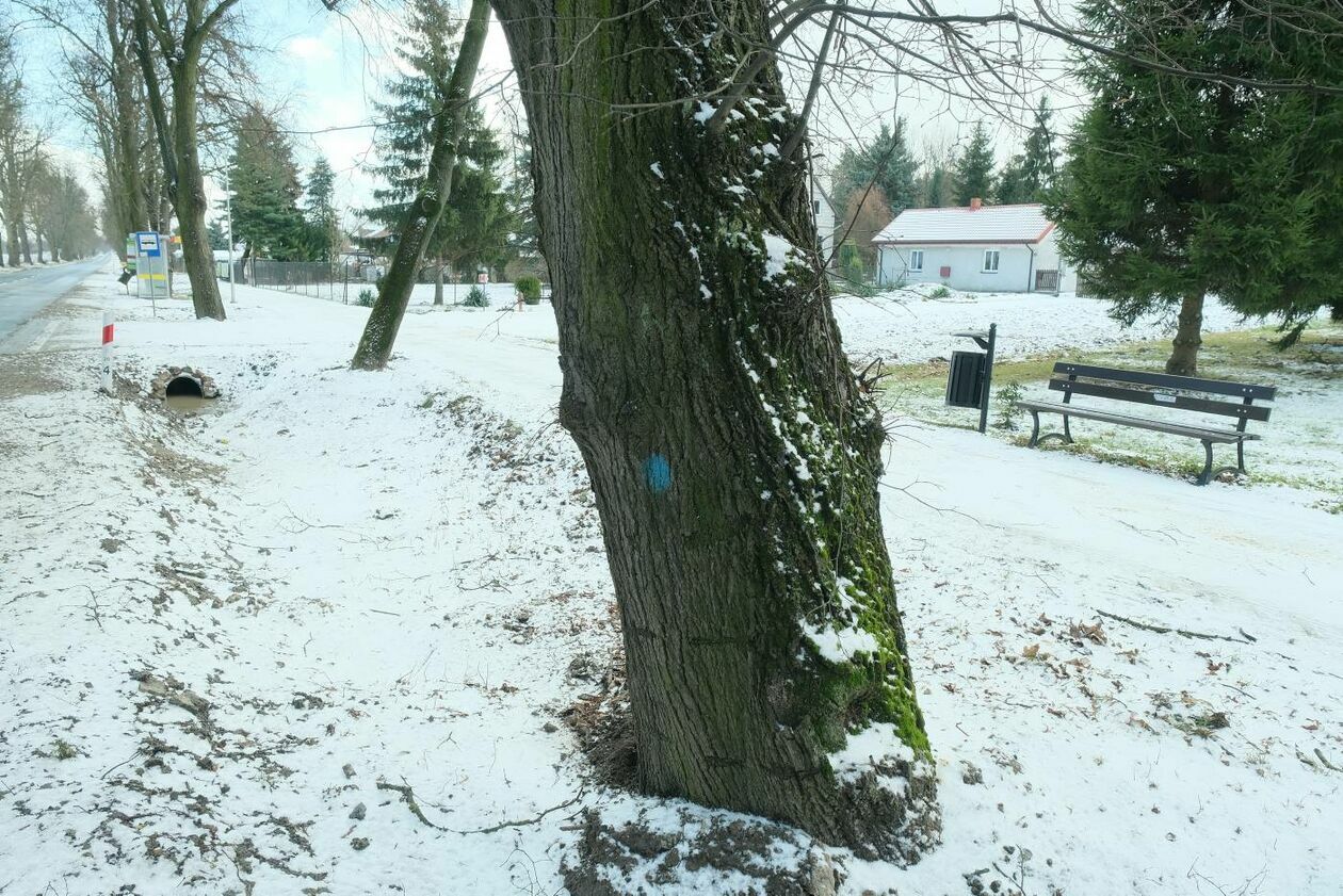  Wycinka drzew na drodze wojewódzkiej nr 830 między Sadurkami a Nałęczowem (zdjęcie 27) - Autor: Maciej Kaczanowski