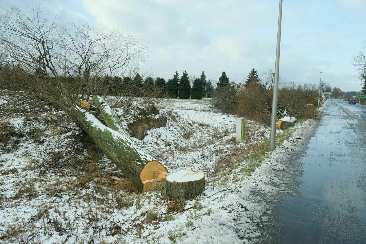 Wycinka drzew na drodze wojewódzkiej nr 830 między Sadurkami a Nałęczowem