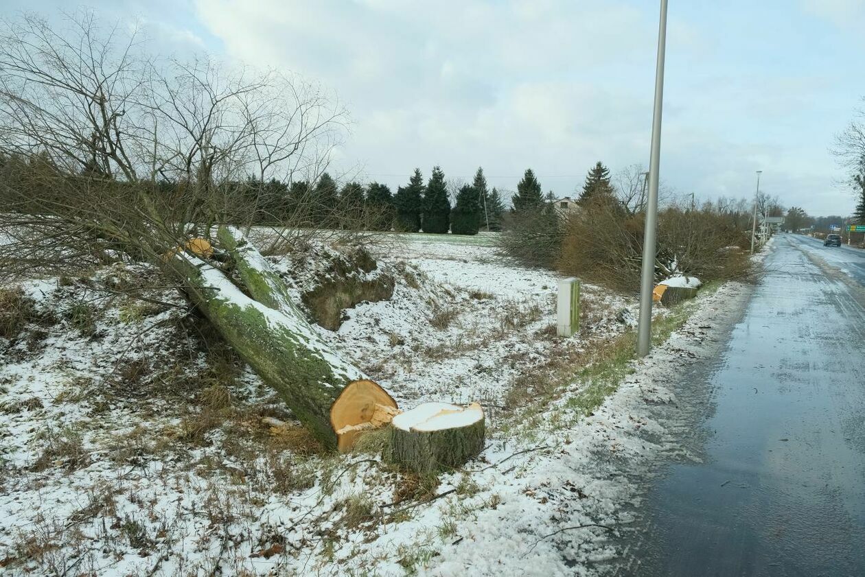  Wycinka drzew na drodze wojewódzkiej nr 830 między Sadurkami a Nałęczowem (zdjęcie 2) - Autor: Maciej Kaczanowski