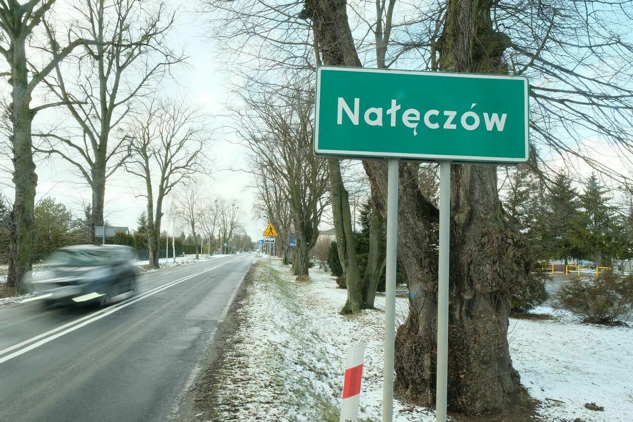  Wycinka drzew na drodze wojewódzkiej nr 830 między Sadurkami a Nałęczowem  - Autor: Maciej Kaczanowski