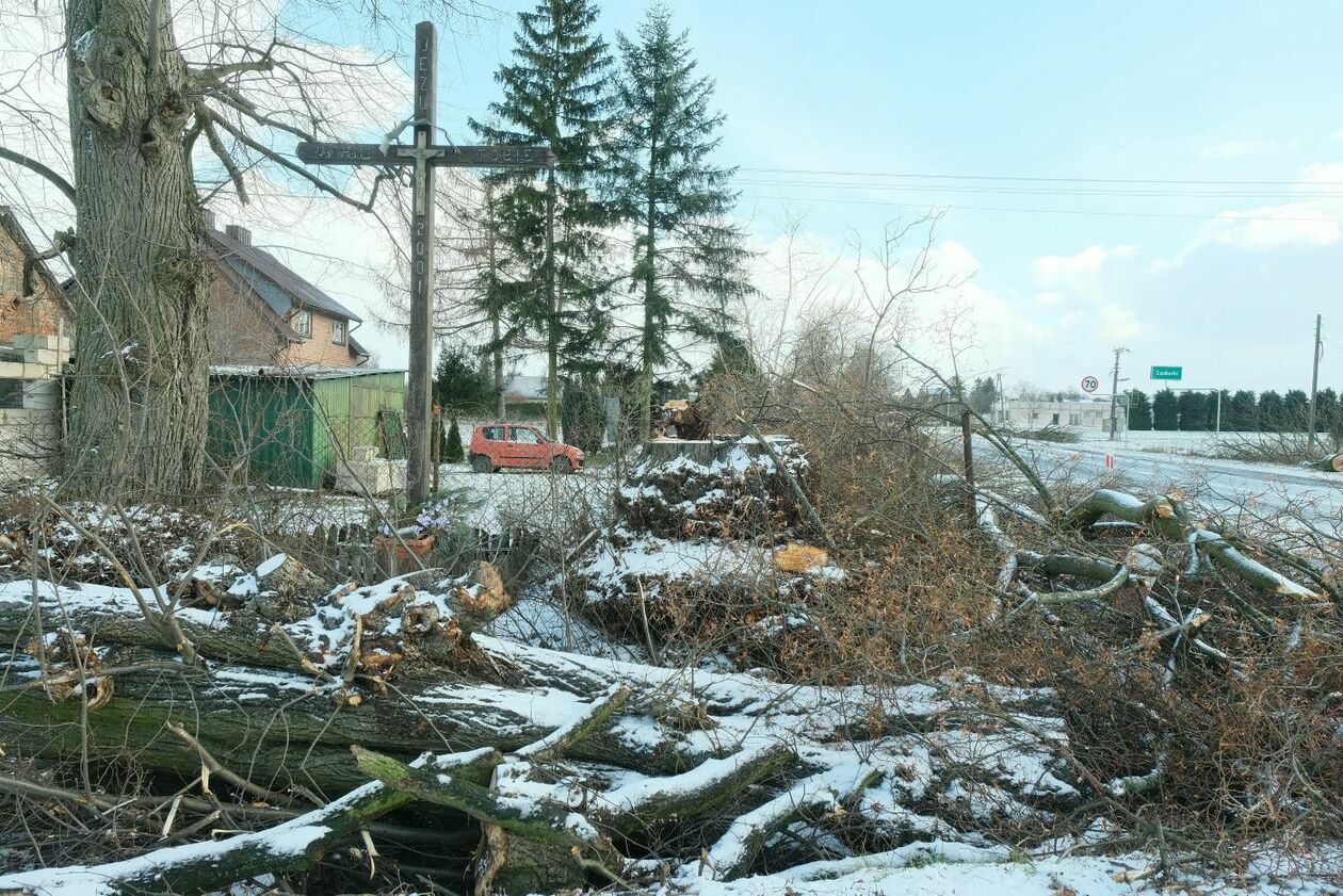  Wycinka drzew na drodze wojewódzkiej nr 830 między Sadurkami a Nałęczowem (zdjęcie 21) - Autor: Maciej Kaczanowski