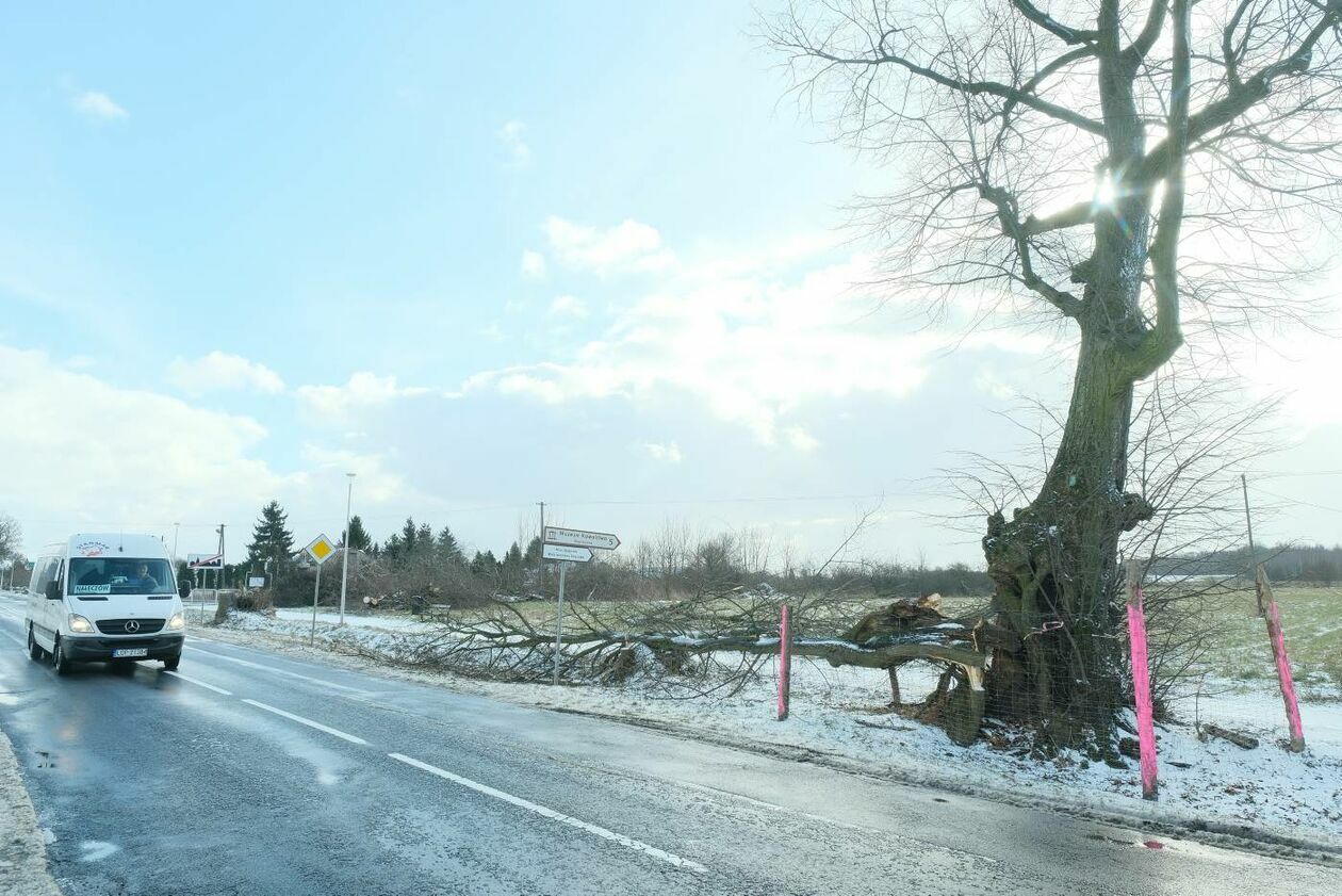  Wycinka drzew na drodze wojewódzkiej nr 830 między Sadurkami a Nałęczowem (zdjęcie 19) - Autor: Maciej Kaczanowski