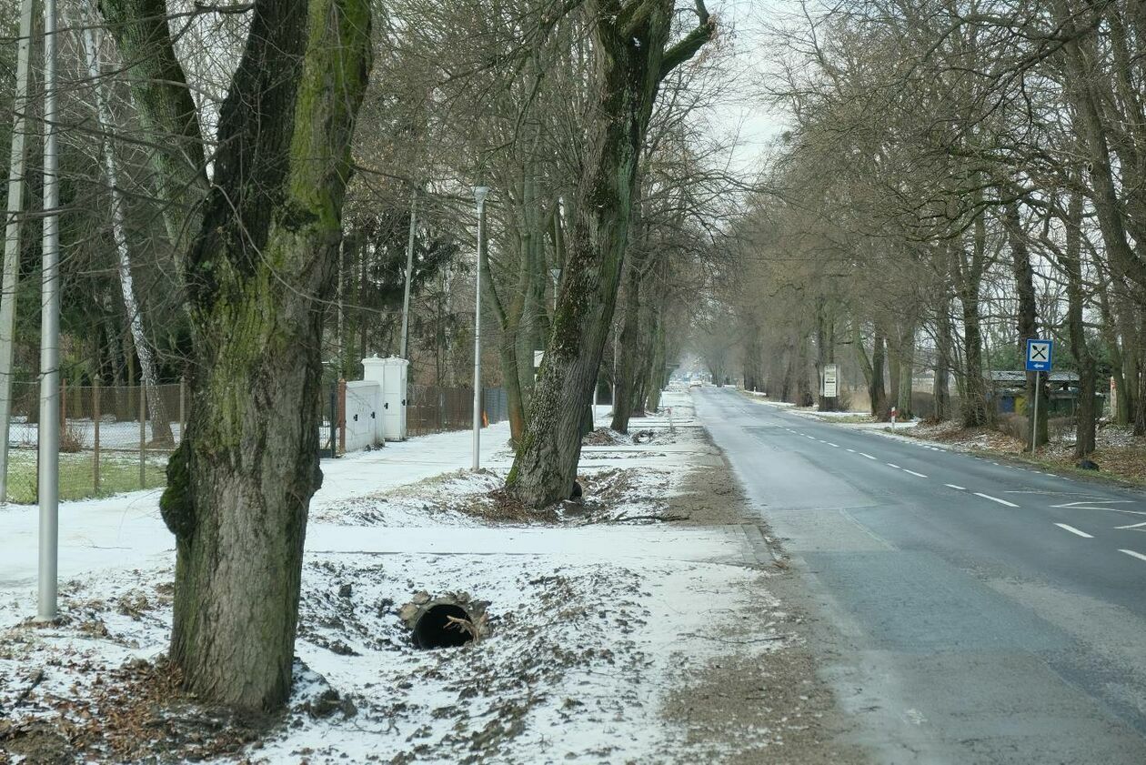  Wycinka drzew na drodze wojewódzkiej nr 830 między Sadurkami a Nałęczowem (zdjęcie 25) - Autor: Maciej Kaczanowski